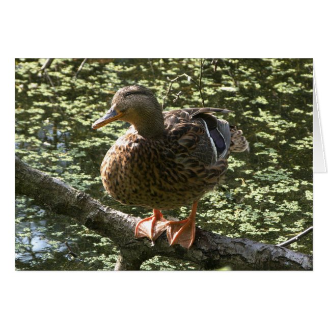 Happy Duck (Front Horizontal)