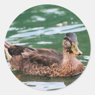 Happy duck classic round sticker
