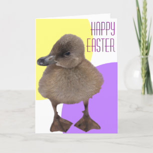 Happy Easter Adorable Grey Duckling Photograph Holiday Card