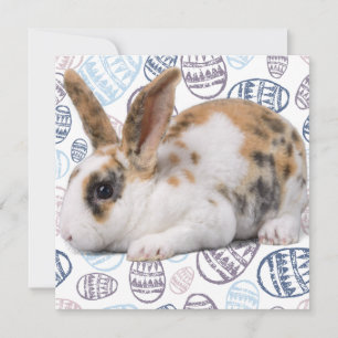 Happy Easter- Easter Eggs- Bunny Photo Card