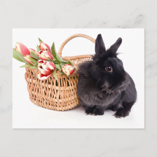 Happy Easter Holiday Postcard (Front)