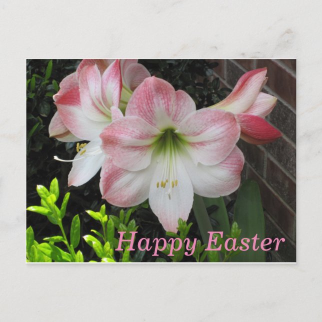 Happy Easter Pink Lily Postcard (Front)