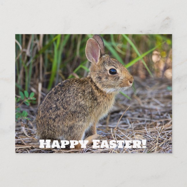 Happy Easter! Postcard (Front)