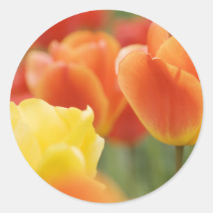 Happy Easter Tulips Classic Round Sticker