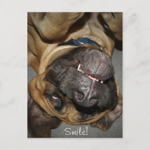 Happy Face - Funny English Mastiff Dog Photo Postcard