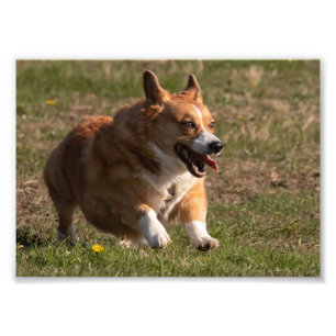 Happy Face Running Corgi Photo Print