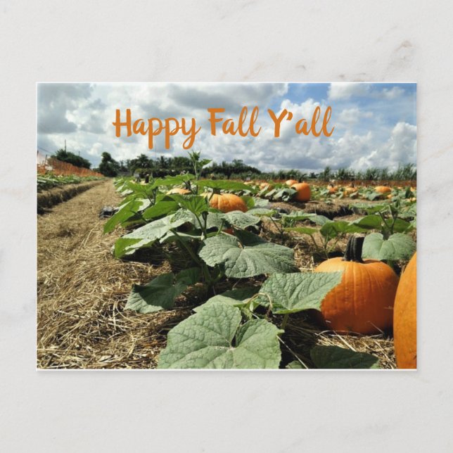 Happy Fall Pumpkins in a Patch Photo Postcard (Front)