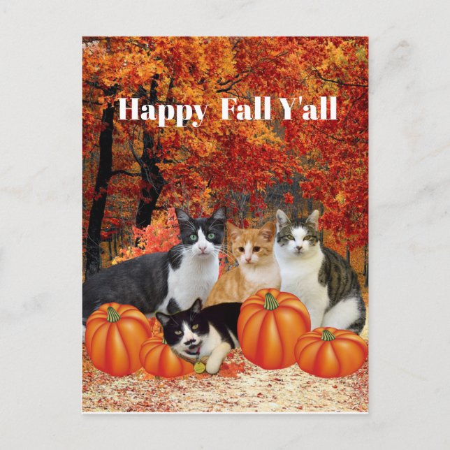 Happy Fall Y'all Cats and Pumpkins Postcard (Front)