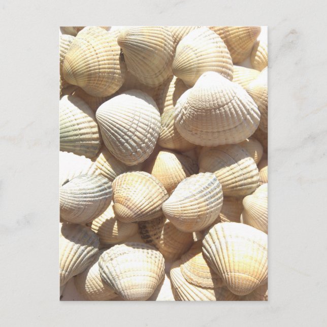 Happy Father´s Day, Seashells, Photo Summer Beach Postcard (Front)