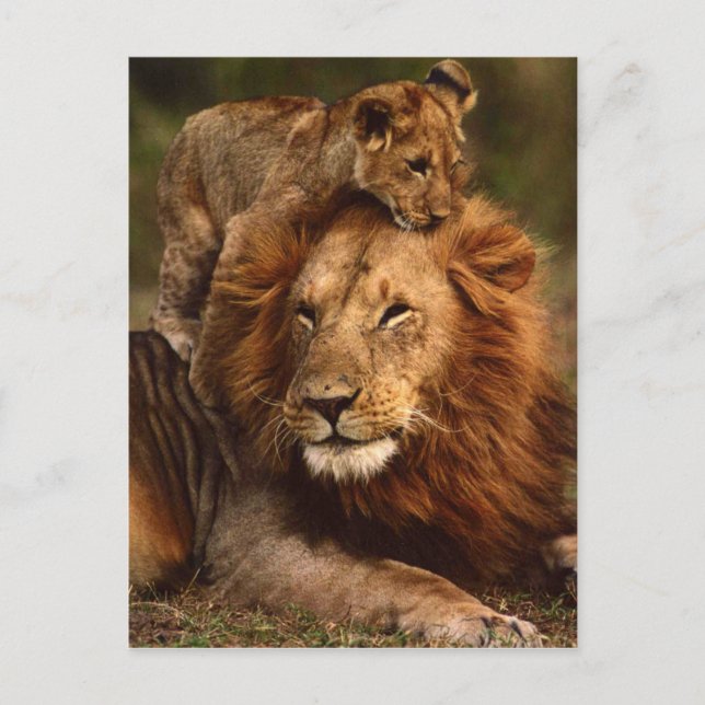 Happy Fathers Day Daddy Lion and Lion Cub Postcard (Front)