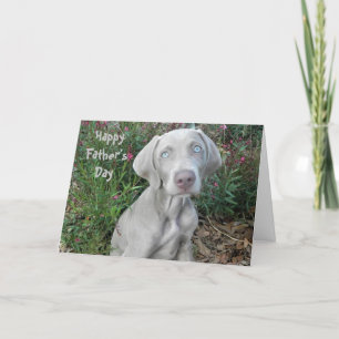 Happy Father's Day ... From The Weimaraner Dog  Card