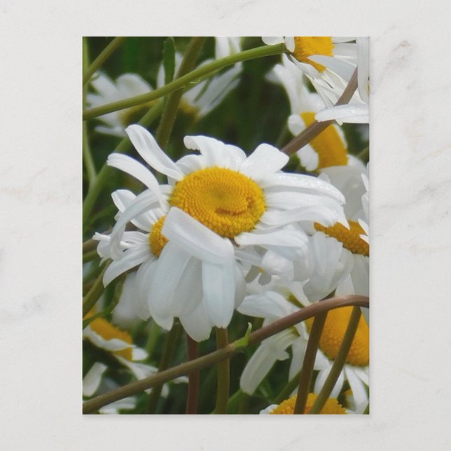 Happy Flower - Happy face smiling daisy Postcard (Front)