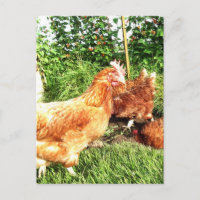 Happy Free range ex-battery chickens