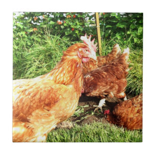 Happy Free range ex-battery chickens Tile