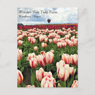 Happy Generation Tulip Field, Oregon Postcard