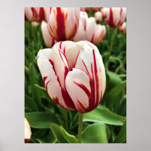 Happy Generation Tulip, Oregon Poster