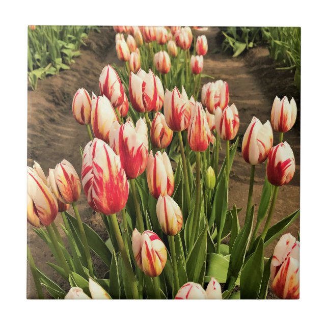 Happy Generation Tulips Ceramic Tile (Front)