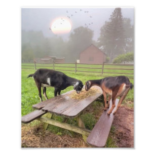 Happy Goats At Sunset Photo Print
