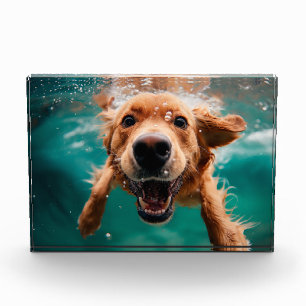 Happy Golden Retriever Swimming Underwater Photo Block