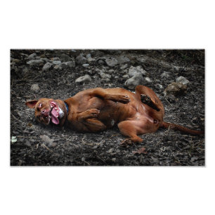Happy Goofy Chocolate Lab Pit Mix Dog 2 Photo Print