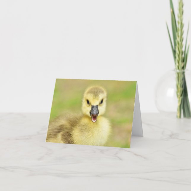 Happy Gosling (Canada Goose #2) - Blank Note Card (Front)