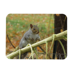 Happy Grey Squirrel Magnet