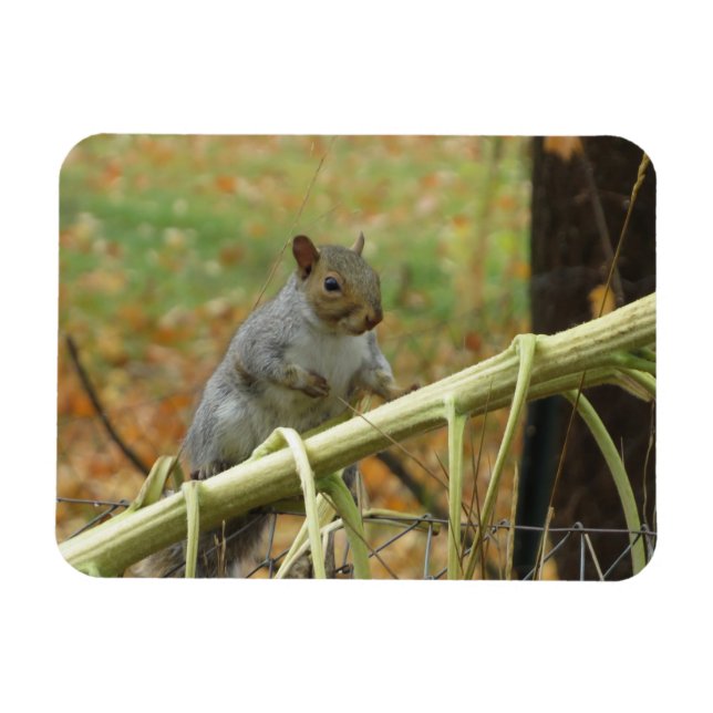 Happy Grey Squirrel Magnet (Horizontal)