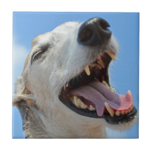 Happy Greyhound Smiilng Face Closeup Tile