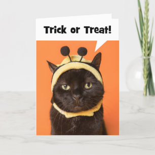 Happy Halloween Cat in Bee Costume Humour Holiday Card