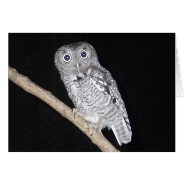 Happy Halloween Owl Card (Front Horizontal)