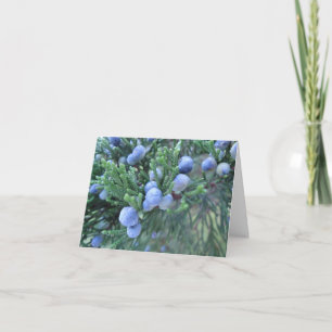 Happy Hanukkah: Juniper Berries Holiday Card