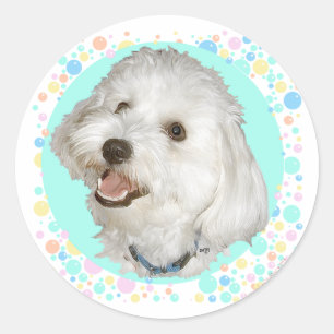 Happy Havanese Classic Round Sticker