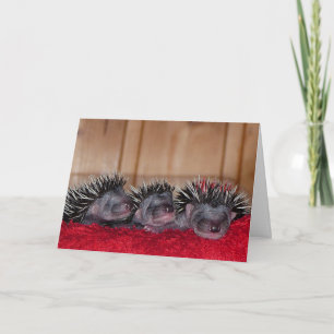 Happy Hedgehog Day! Card