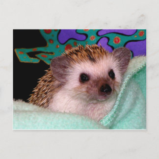 Happy Hedgehog Postcard