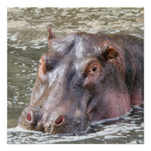 Happy Hippo Poster