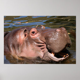 Happy hippo poster