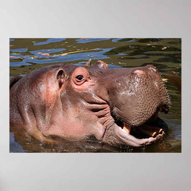 Happy hippo poster (Front)
