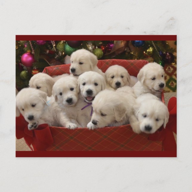 Happy Holiday Golden Retriever puppies Postcard (Front)