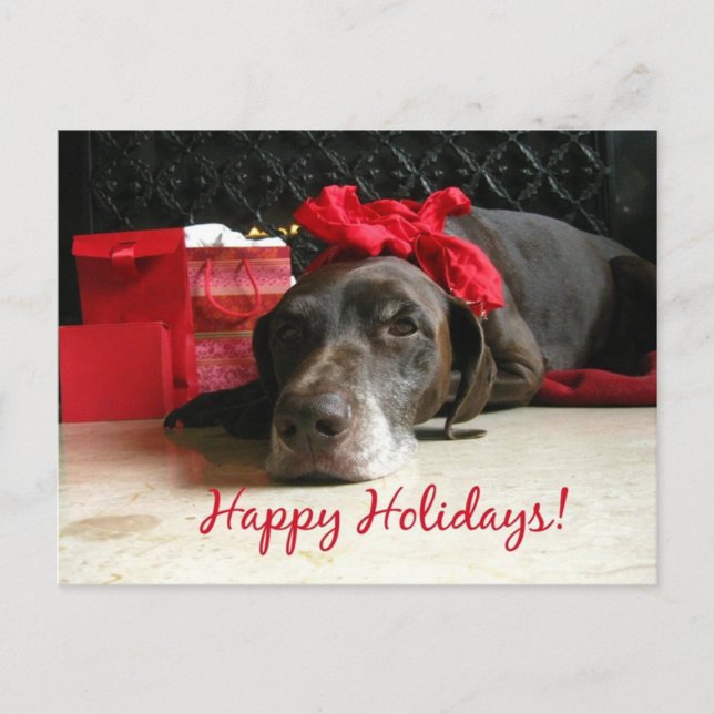 Happy Holidays german shorthaired pointer Holiday Postcard (Front)