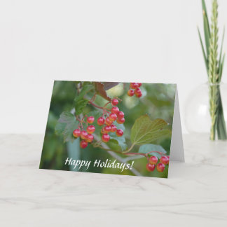 Happy Holidays : Red Berries Holiday Card