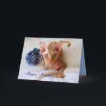 Happy Holidays Sphinx Cat With Blue Tinsel Card<br><div class="desc">A cute Sphinx cat brings holiday greetings.</div>