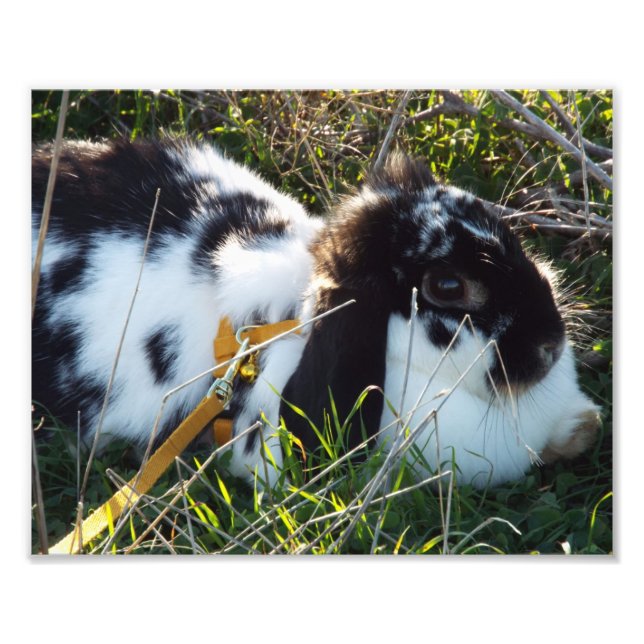 Happy Hoppy Photo Print (Front)