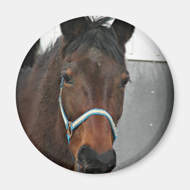 happy horse magnet (Front)