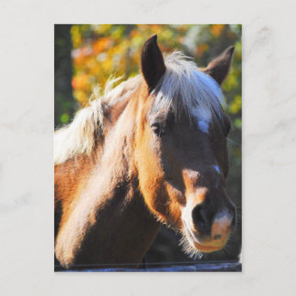 Happy Horse Postcard