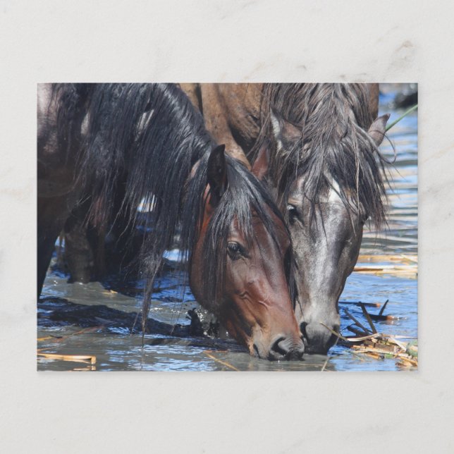 Happy Hour Postcard (Front)