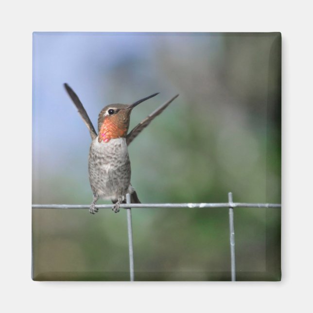 Happy Hummingbird Magnet (Front)