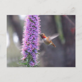 Happy hummingbird postcard