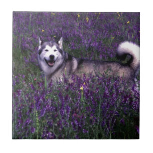 Happy husky dog ceramic tile