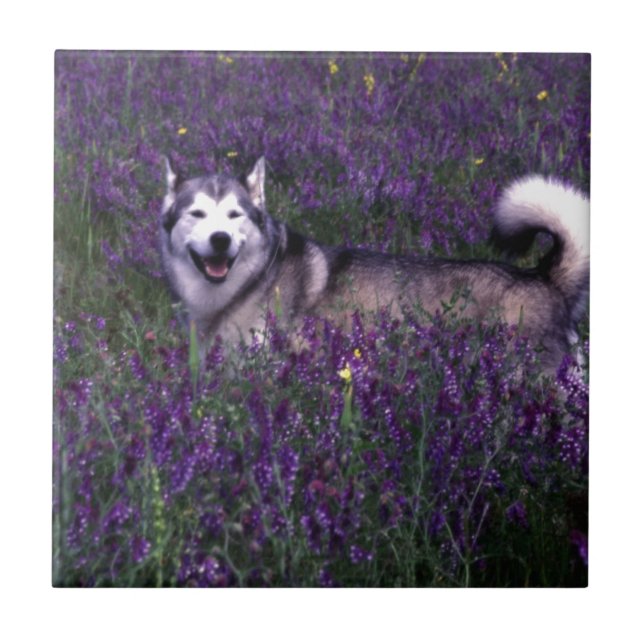 Happy husky dog ceramic tile (Front)
