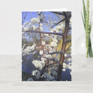 Happy Imbolc (blackthorn blossom) Card